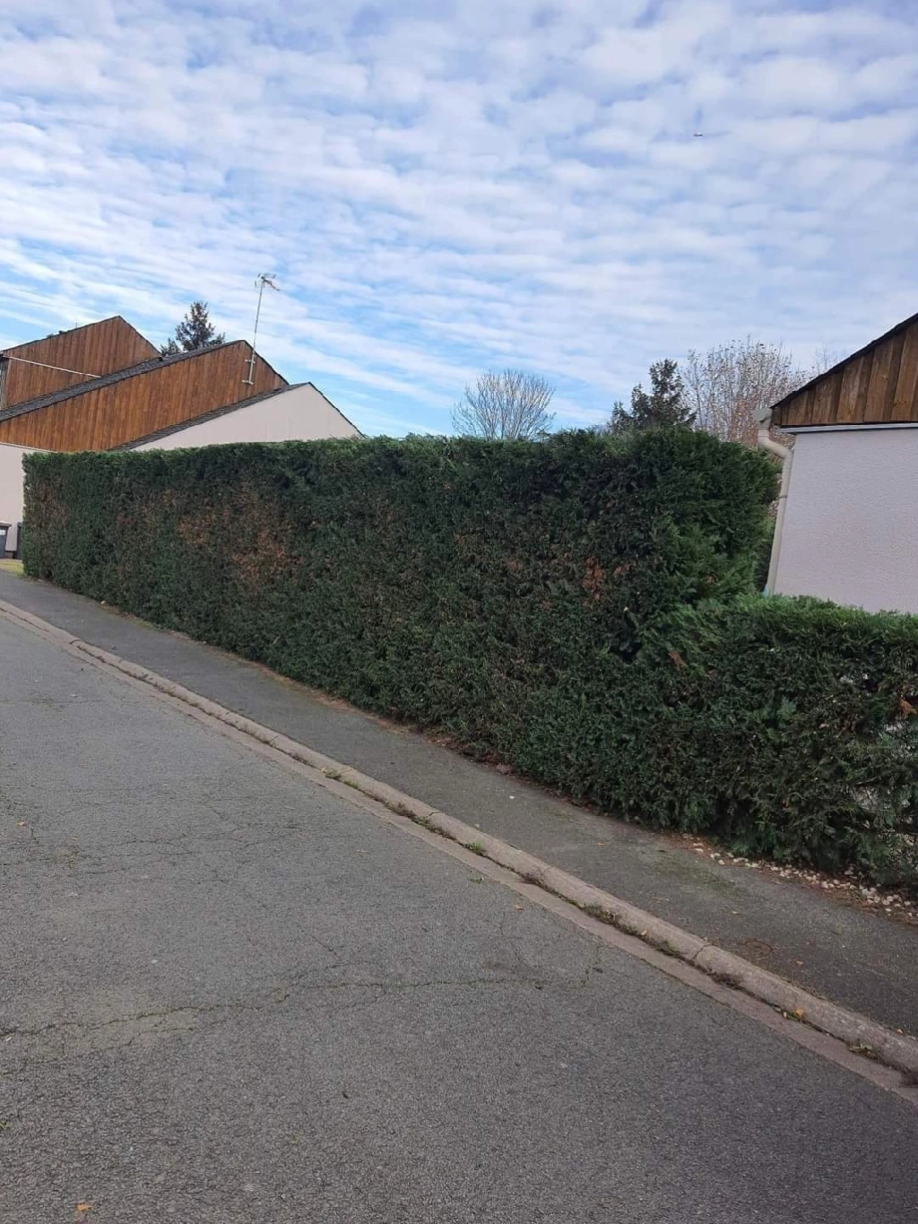 Taille de haie à Chambray-lès-Tours : une nouvelle réalisation signée Mister Hameau Paysagiste