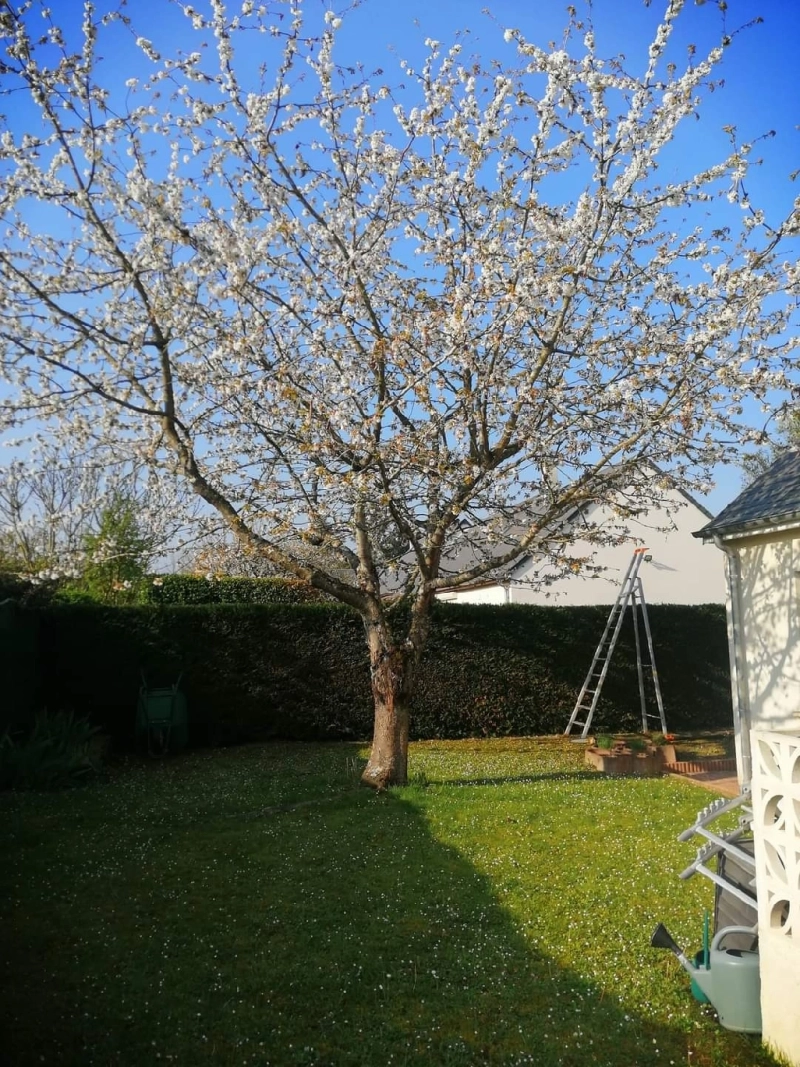 Abattage d'un arbre et taille de haie à Véretz