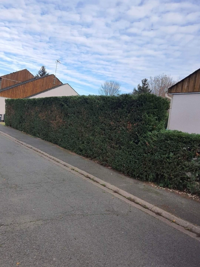 Taille de haie à Chambray-lès-Tours : une nouvelle réalisation signée Mister Hameau Paysagiste