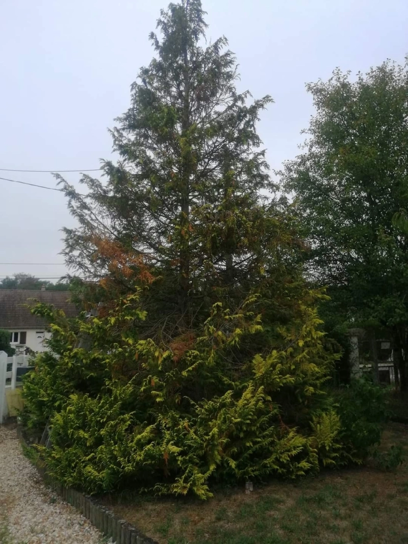 Abattage et évacuation d'un arbre à Selles-sur-Cher
